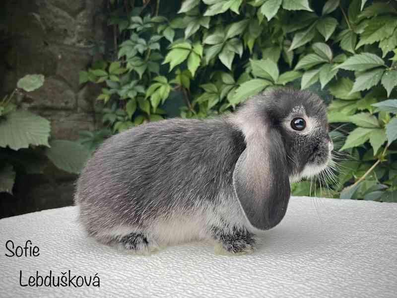 minilop - bazar - Hyperinzerce.cz