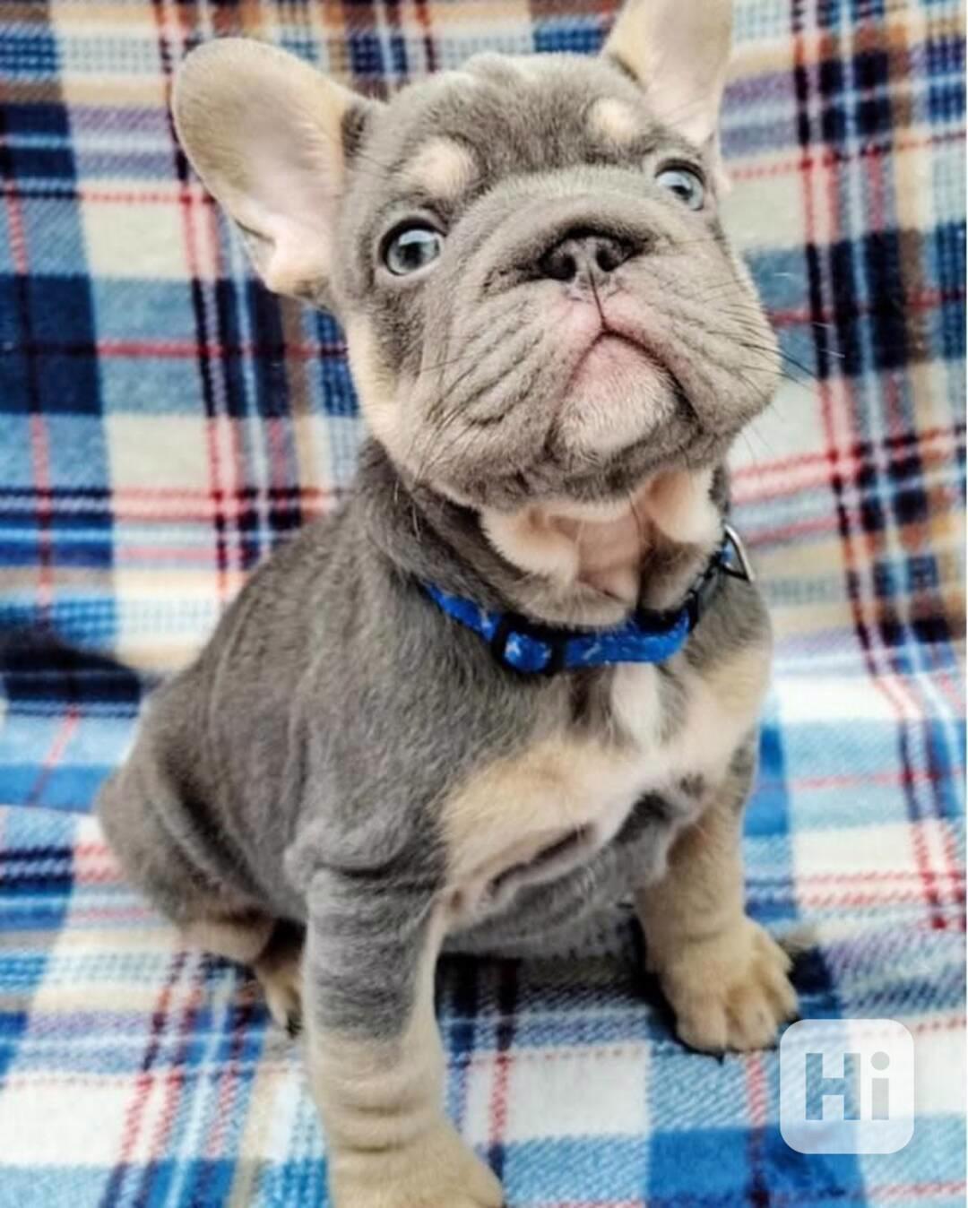 Nádherní francouzští buldoci - foto 1