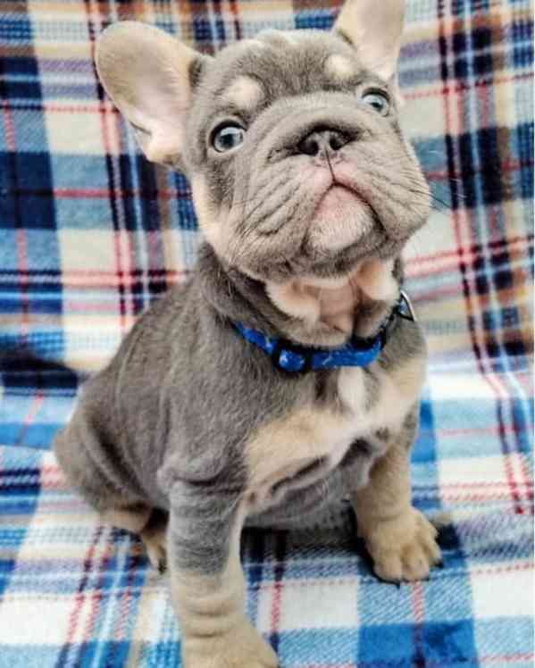 Nádherní francouzští buldoci