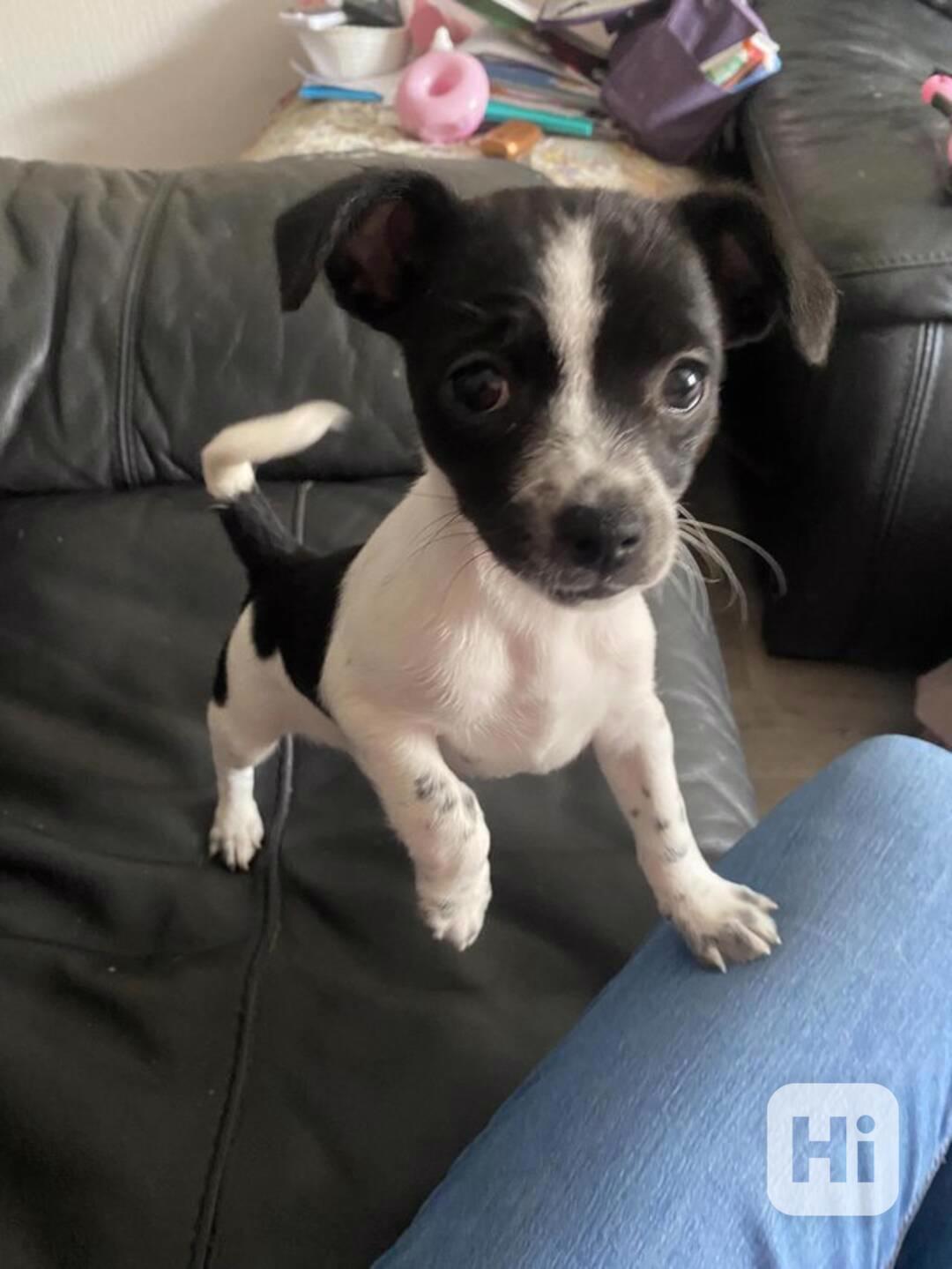 Rozkošná fenka Jack-Chi (kříženec jack russell teriéra a čiv - foto 1
