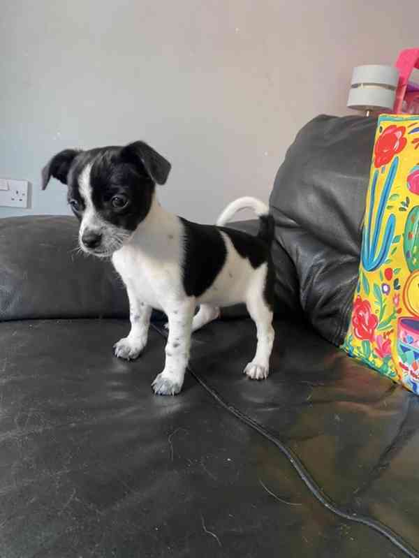 Rozkošná fenka Jack-Chi (kříženec jack russell teriéra a čiv - foto 2