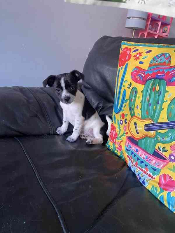 Rozkošná fenka Jack-Chi (kříženec jack russell teriéra a čiv - foto 3