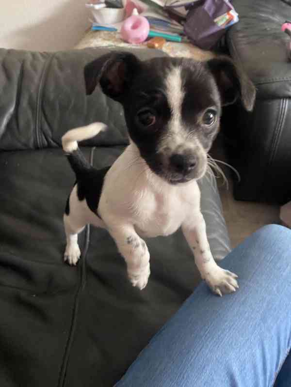 Rozkošná fenka Jack-Chi (kříženec jack russell teriéra a čiv - foto 1