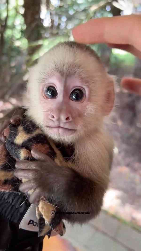 Rozkošná kapucínská opička