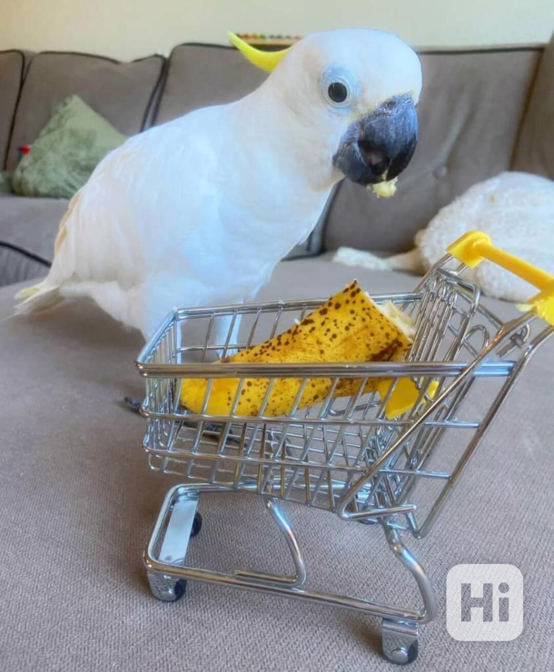 Prodej krásných papoušků kakadu deštníkových - foto 1