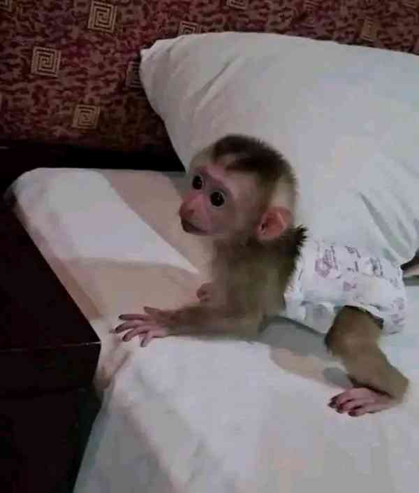  Kapucínská opice připravena k vyzvednutí - foto 1