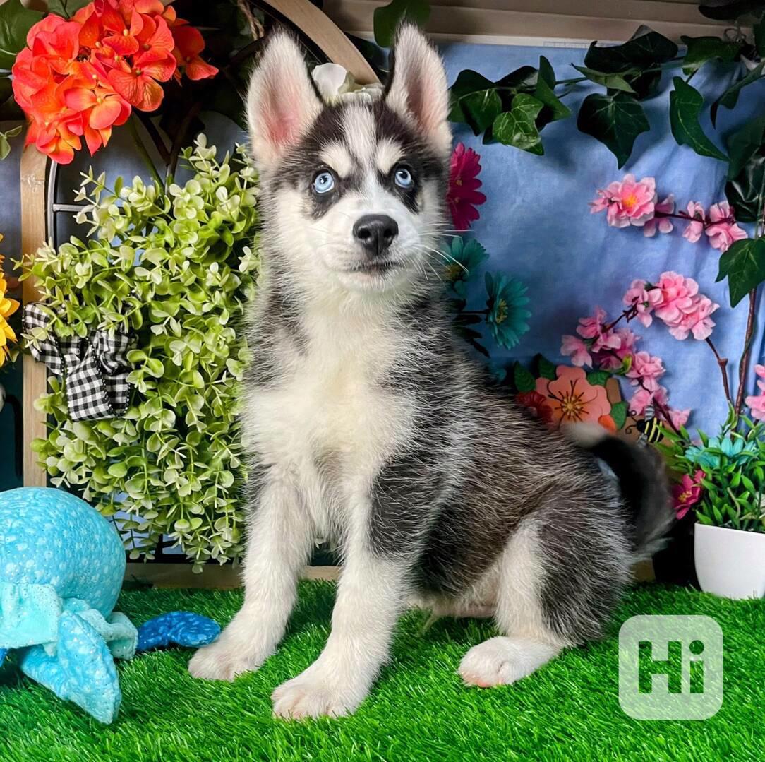 Roztomilá štěňata sibiřského huskyho k dispozici - foto 1