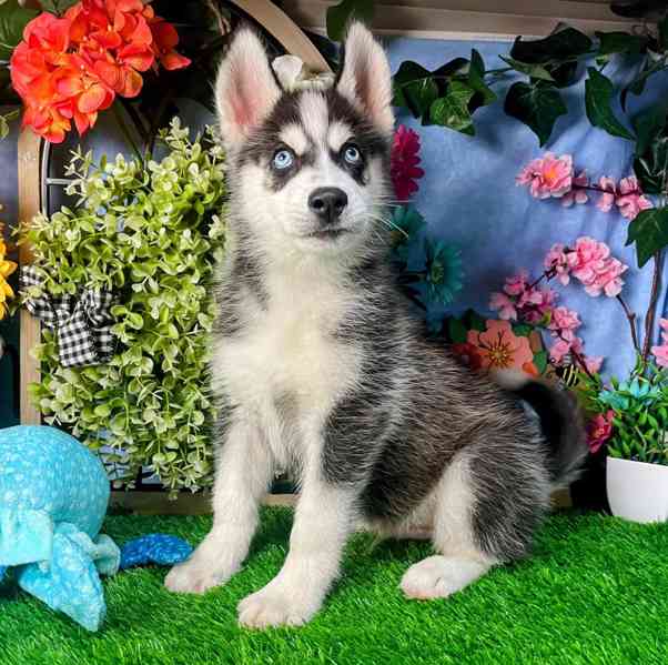 Roztomilá štěňata sibiřského huskyho k dispozici - foto 1