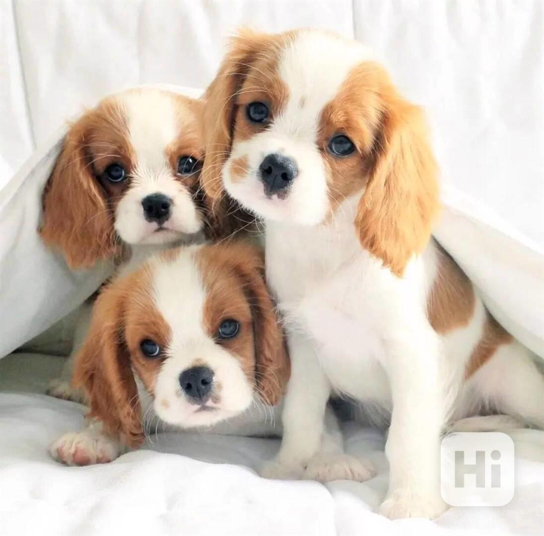   Volná štěňata kavalír King Charles španěl k adopci   - foto 1