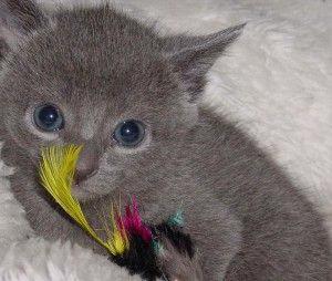 Ruská modrá kotě - foto 1