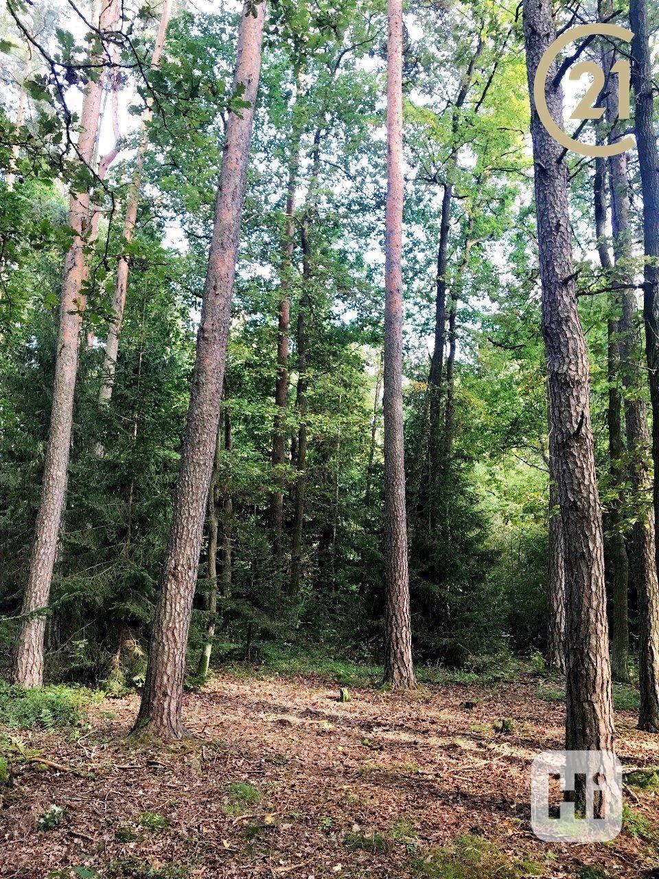 Prodej, Pozemky - trvalý travní porost,  3086m2, lesní pozemek 571m2, - Třeboň - Branná - foto 8