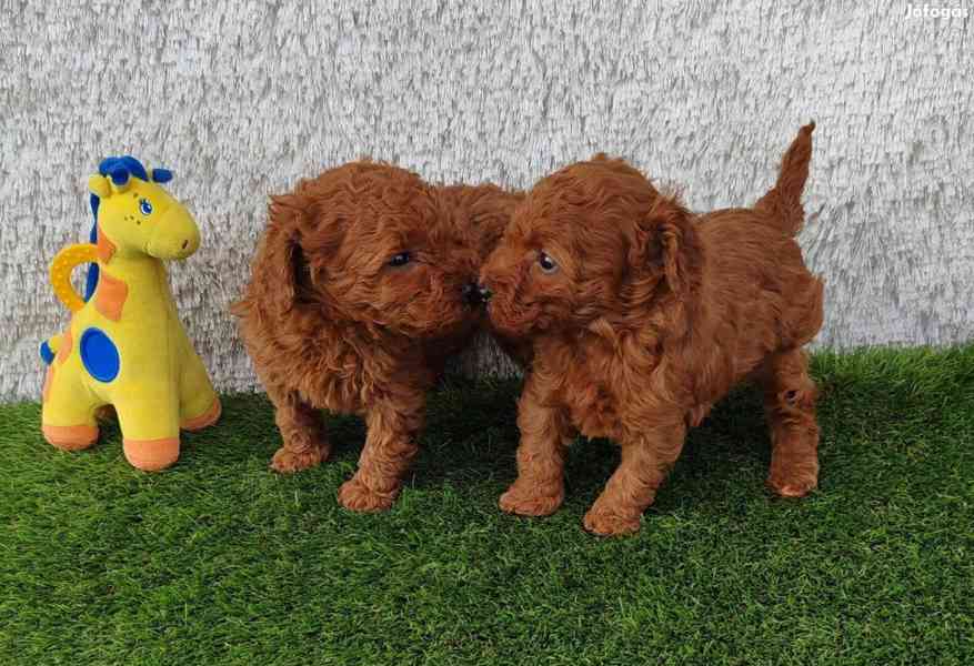 Štěňata jorkšírského teriéra (samec a samice) k dispozici - foto 1