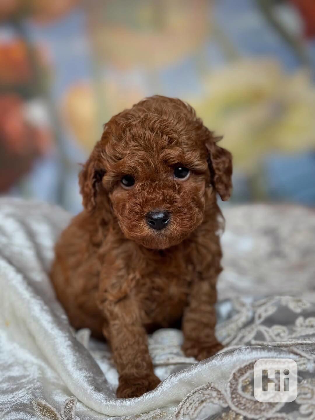 Dívka červeného toy pudla - foto 1