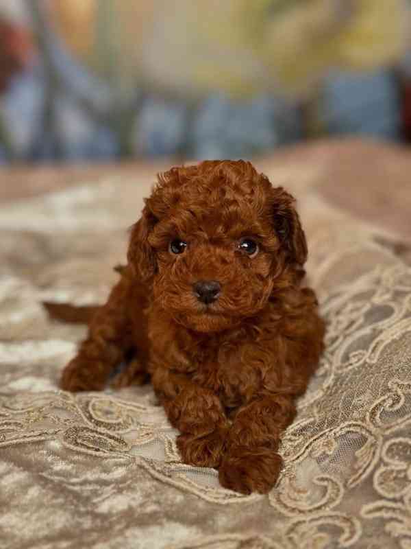 Dívka červeného toy pudla - foto 3