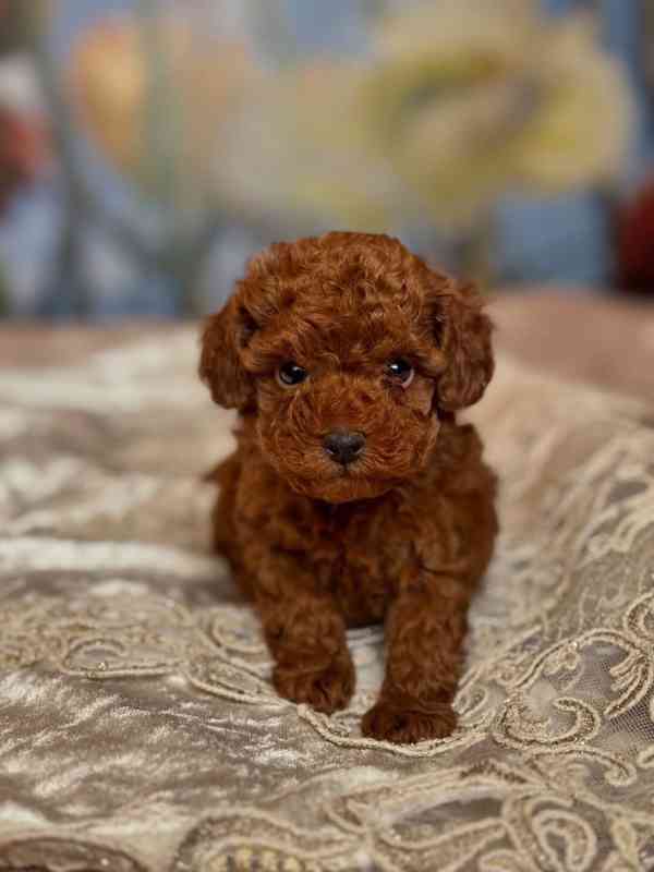 Dívka červeného toy pudla - foto 2