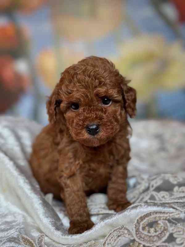 Dívka červeného toy pudla - foto 1