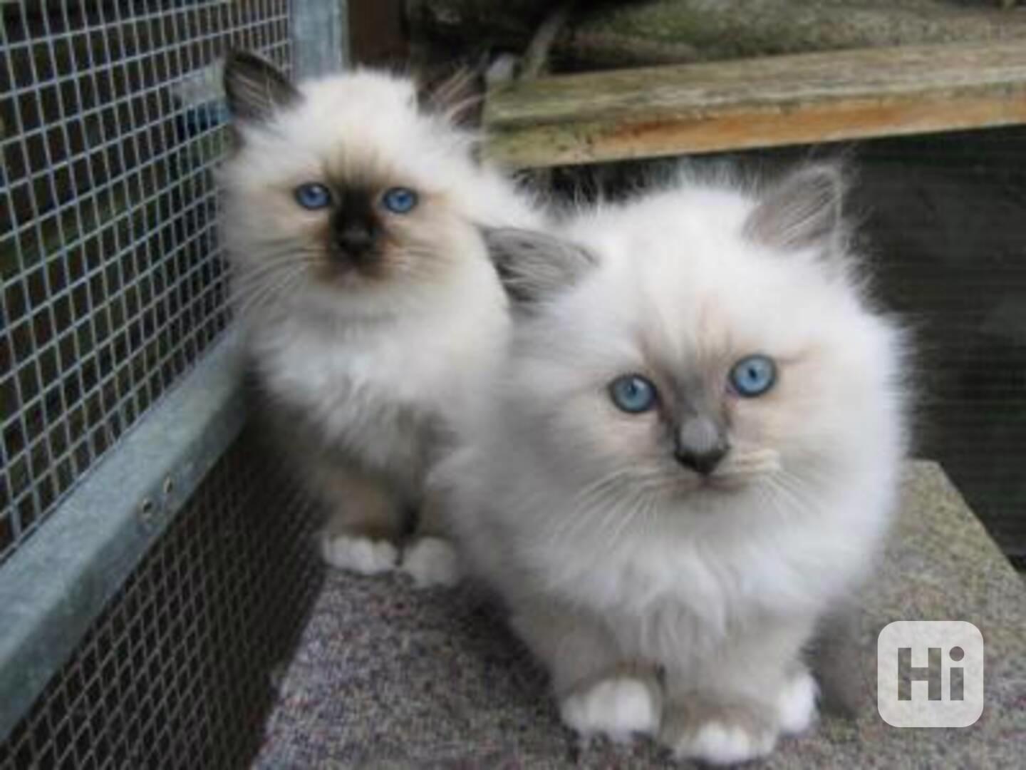 Birmanská koťátka - foto 1