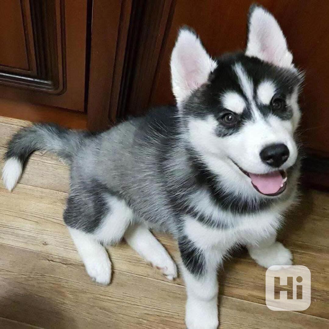 Perfektní štěňata sibiřského huskyho - foto 1