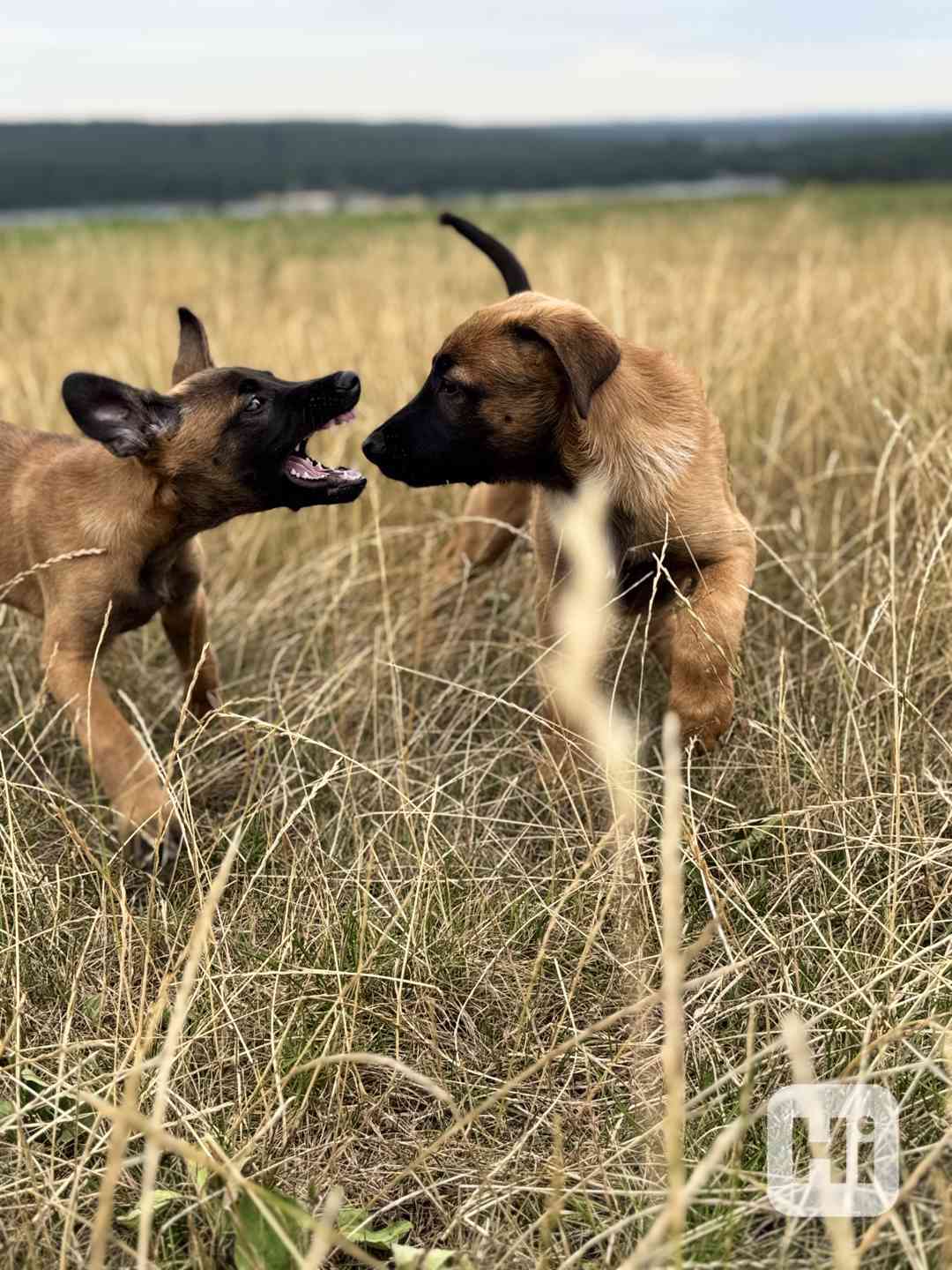 Belgický ovčák malinois - foto 1