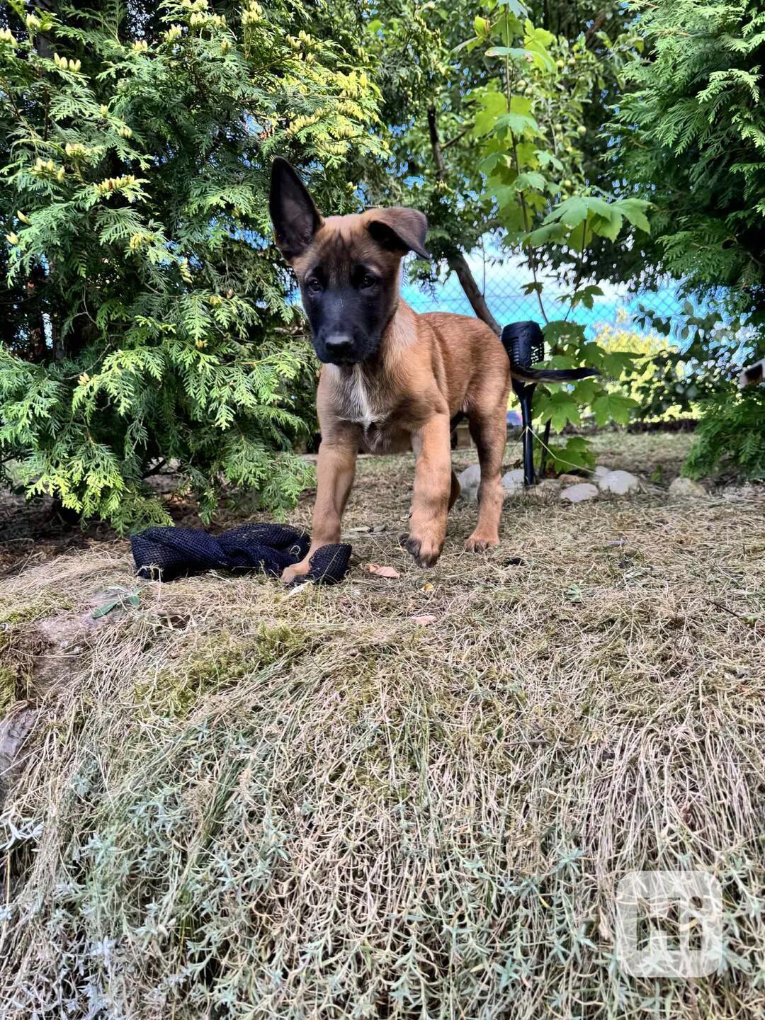 Belgický ovčák malinois - foto 1