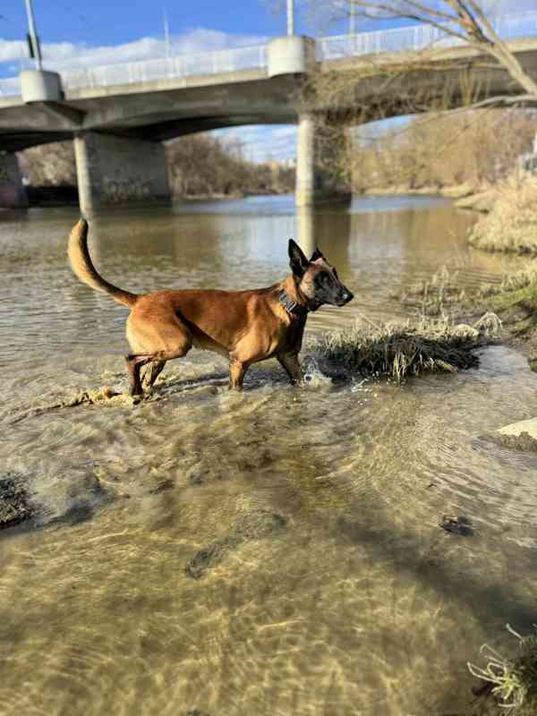 Belgický ovčák malinois - foto 8