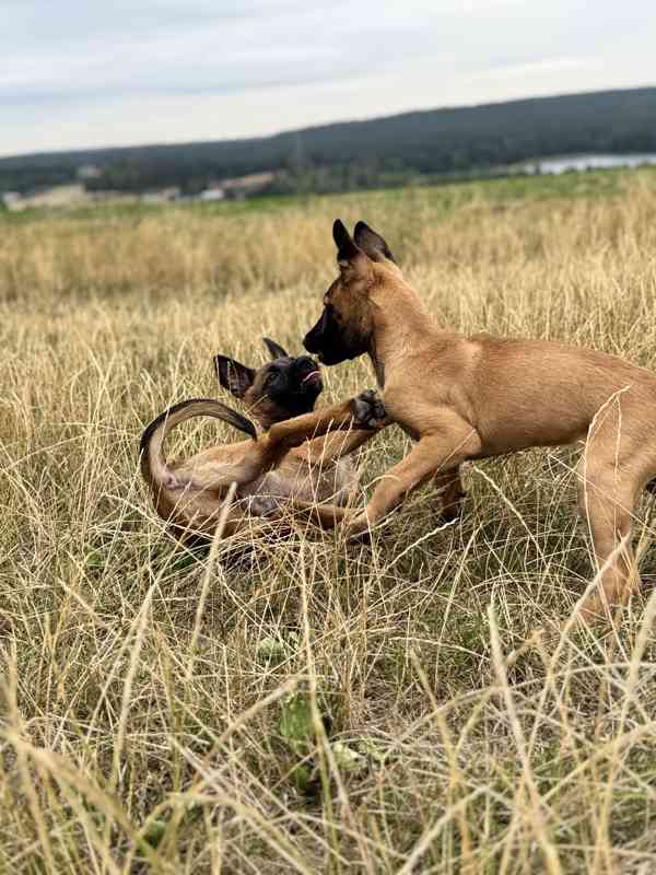Belgický ovčák malinois - foto 12