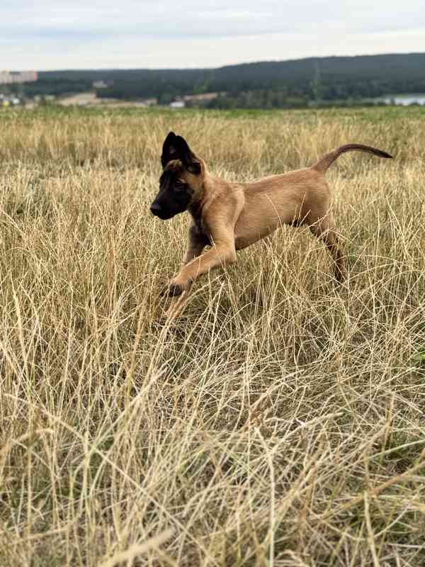Belgický ovčák malinois - foto 13