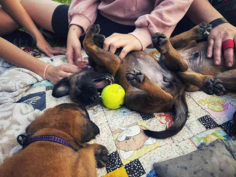 Belgický ovčák malinois - foto 5