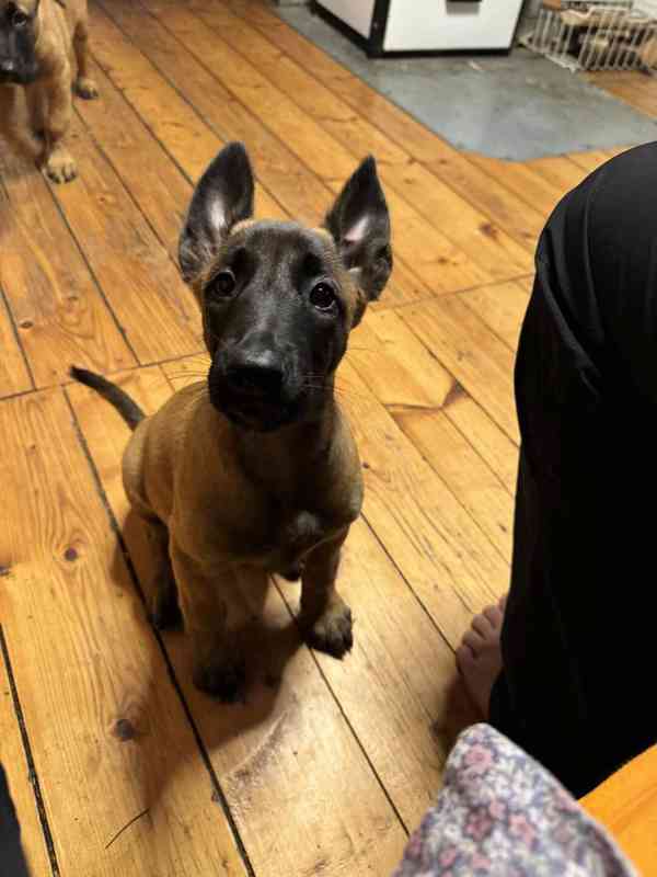 Belgický ovčák malinois - foto 2