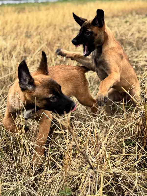 Belgický ovčák malinois - foto 14
