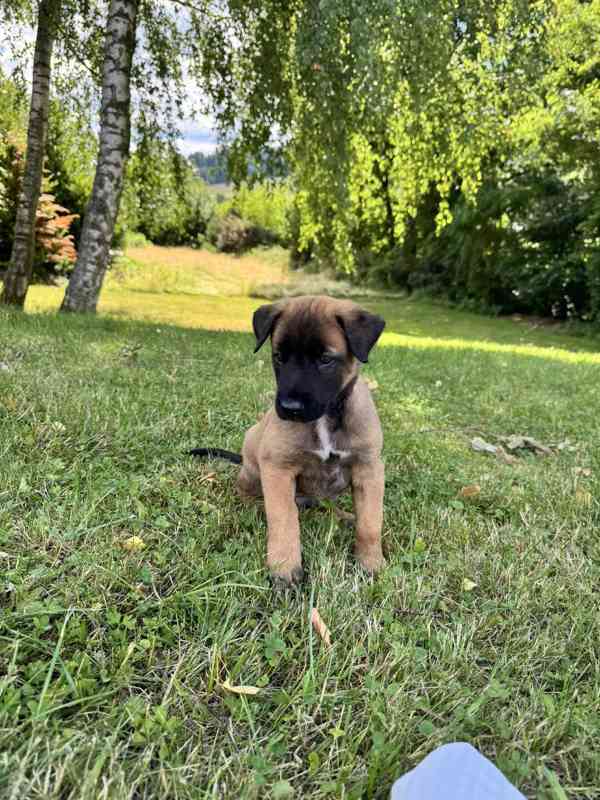 Belgický ovčák malinois - foto 6