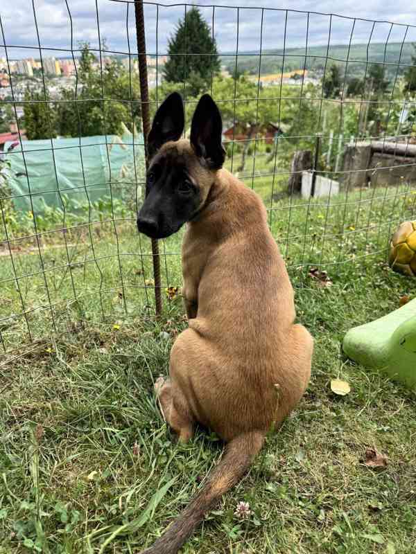 Belgický ovčák malinois - foto 3