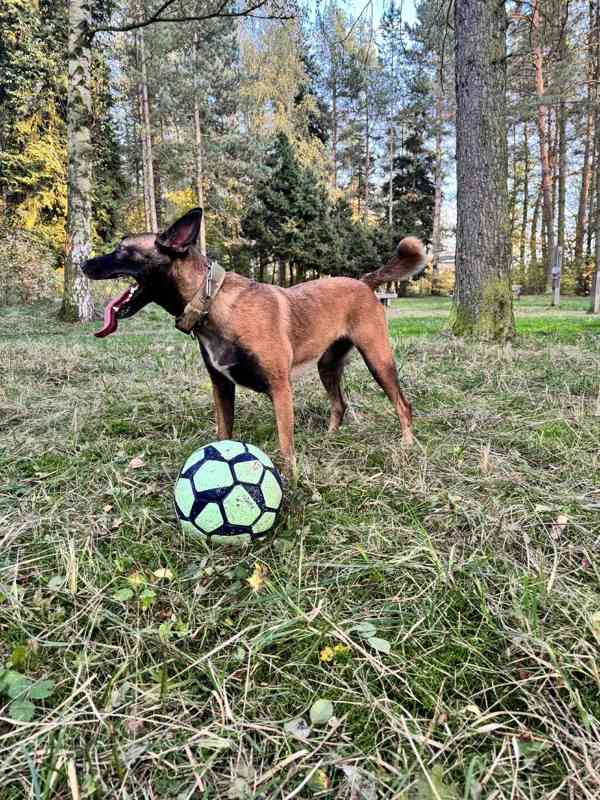 Belgický ovčák malinois - foto 9