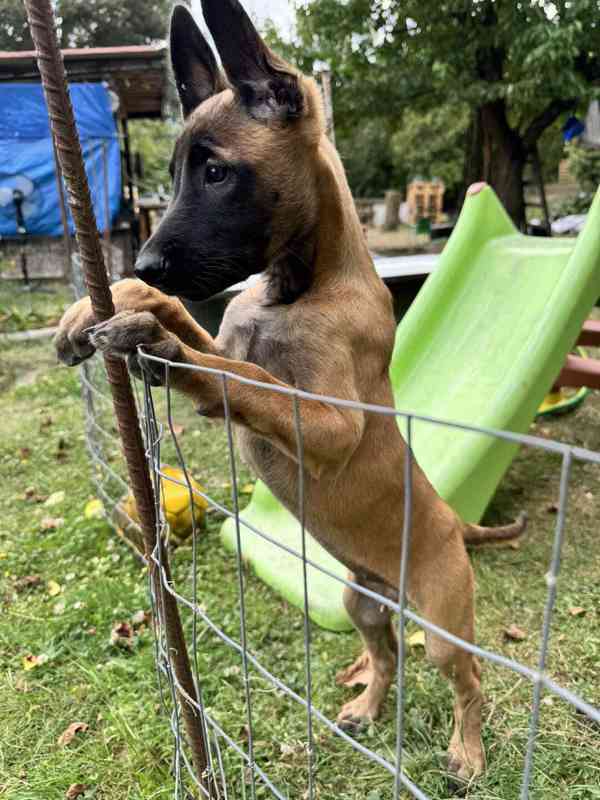 Belgický ovčák malinois - foto 7