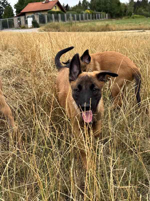 Belgický ovčák malinois - foto 2