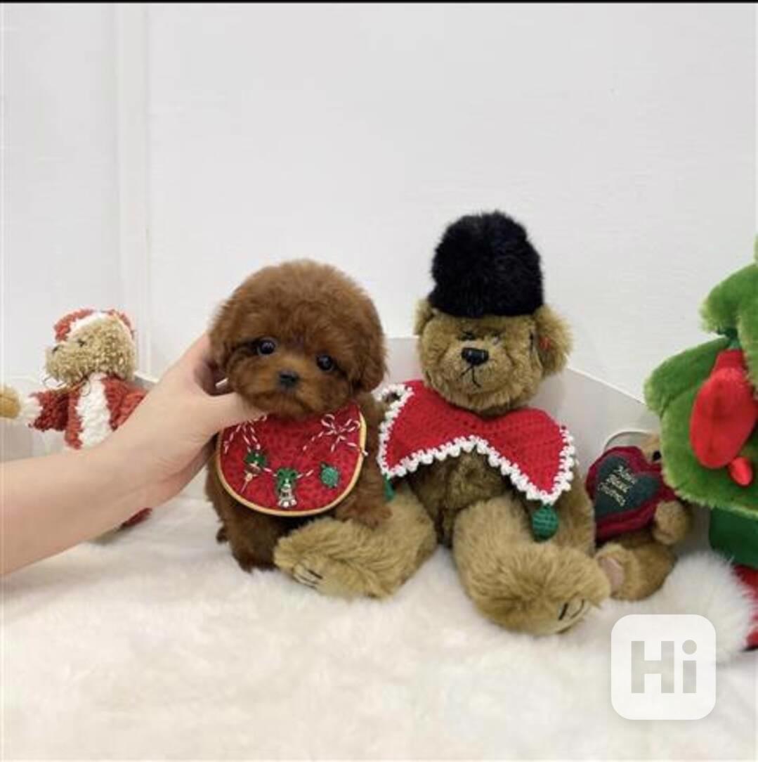 Štěňata pudla k odběru - foto 1