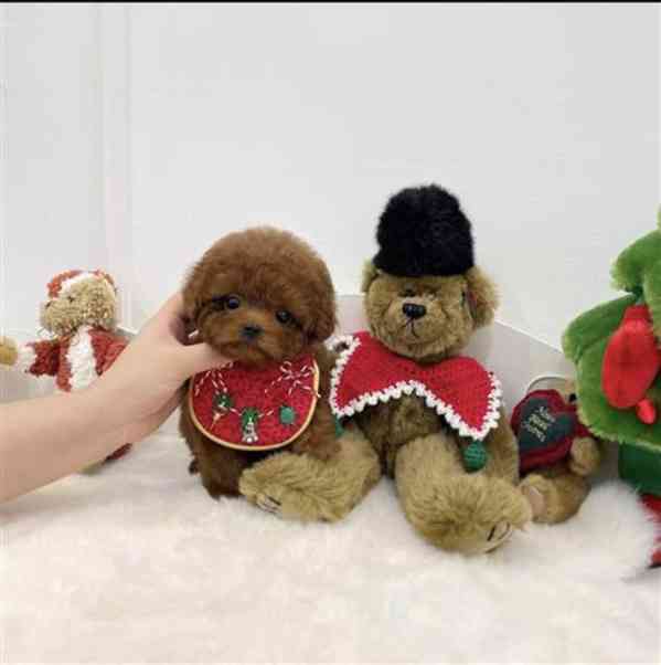 Štěňata pudla k odběru