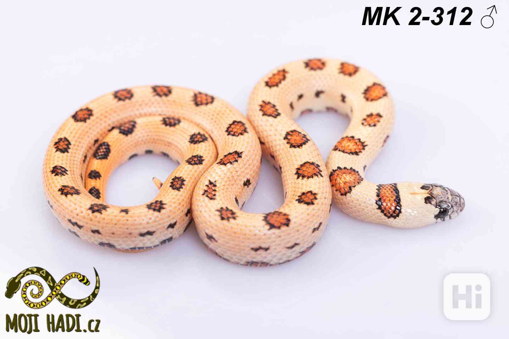 Lampropeltis “Magmaking” – vlastní linie, unikátní zbarvení  - foto 1