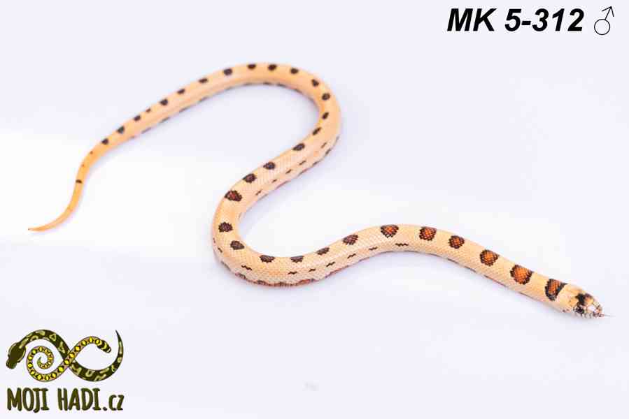 Lampropeltis “Magmaking” – vlastní linie, unikátní zbarvení  - foto 9