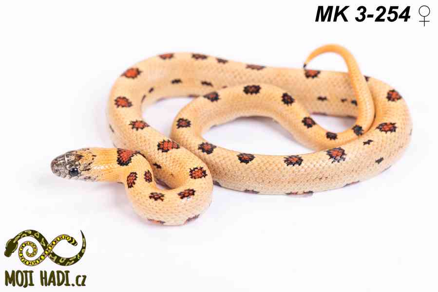 Lampropeltis “Magmaking” – vlastní linie, unikátní zbarvení  - foto 7
