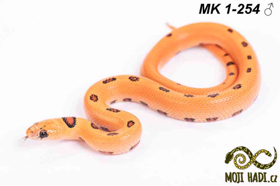 Lampropeltis “Magmaking” – vlastní linie, unikátní zbarvení  - foto 2