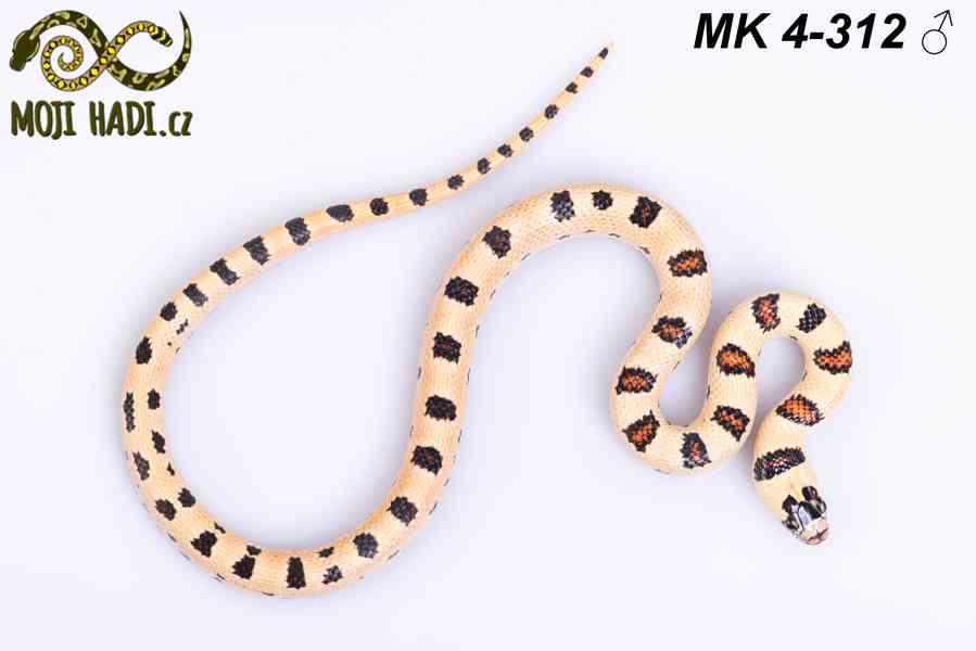 Lampropeltis “Magmaking” – vlastní linie, unikátní zbarvení  - foto 4