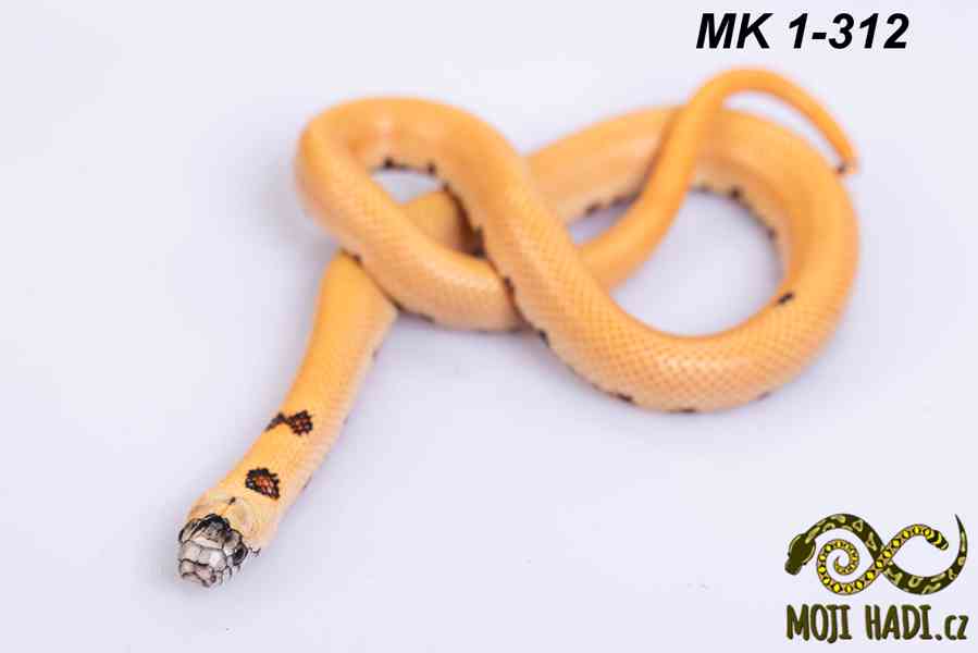 Lampropeltis “Magmaking” – vlastní linie, unikátní zbarvení  - foto 3
