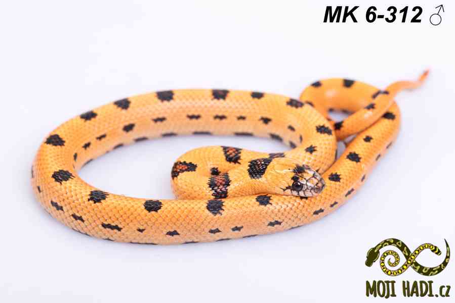 Lampropeltis “Magmaking” – vlastní linie, unikátní zbarvení  - foto 5