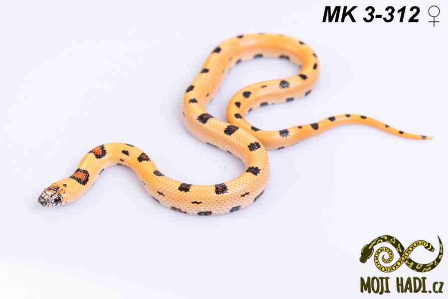 Lampropeltis “Magmaking” – vlastní linie, unikátní zbarvení  - foto 8