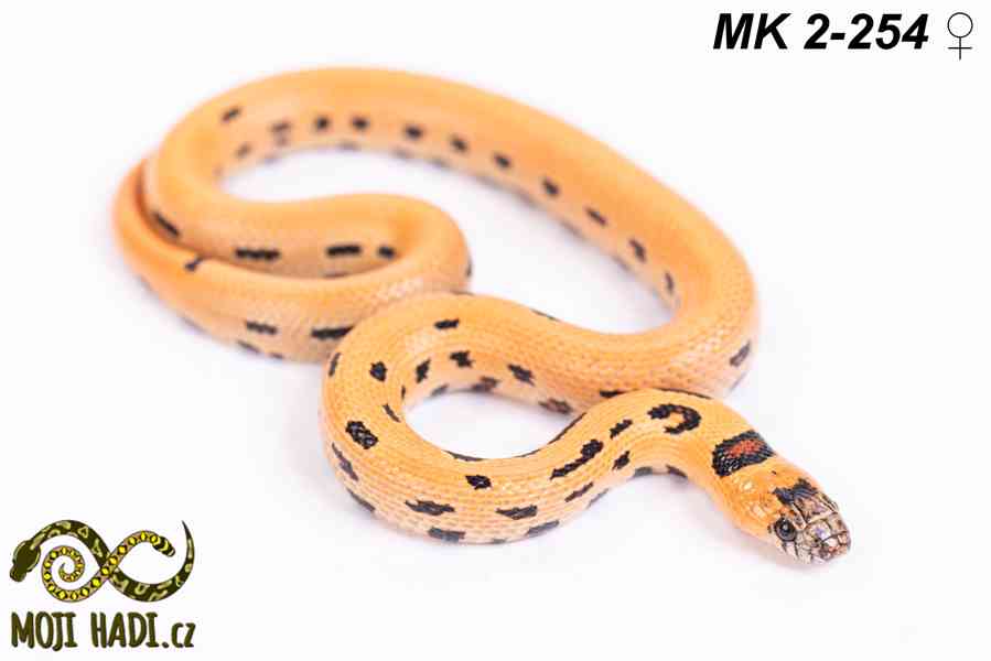 Lampropeltis “Magmaking” – vlastní linie, unikátní zbarvení  - foto 6