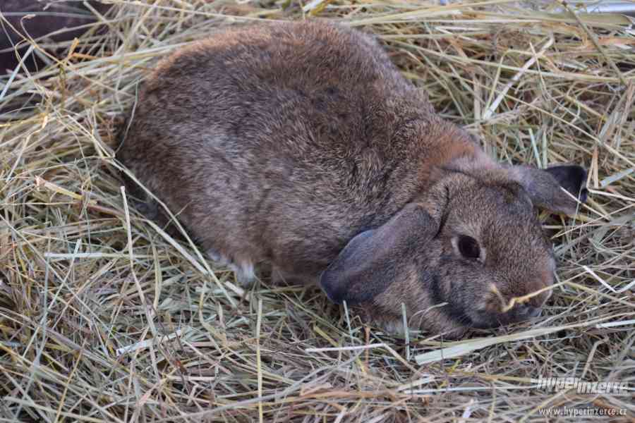 Zakrslí králíčci ihned k odběru i k rezervaci - vymazlený - foto 2