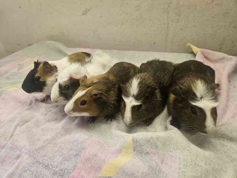 Morče 