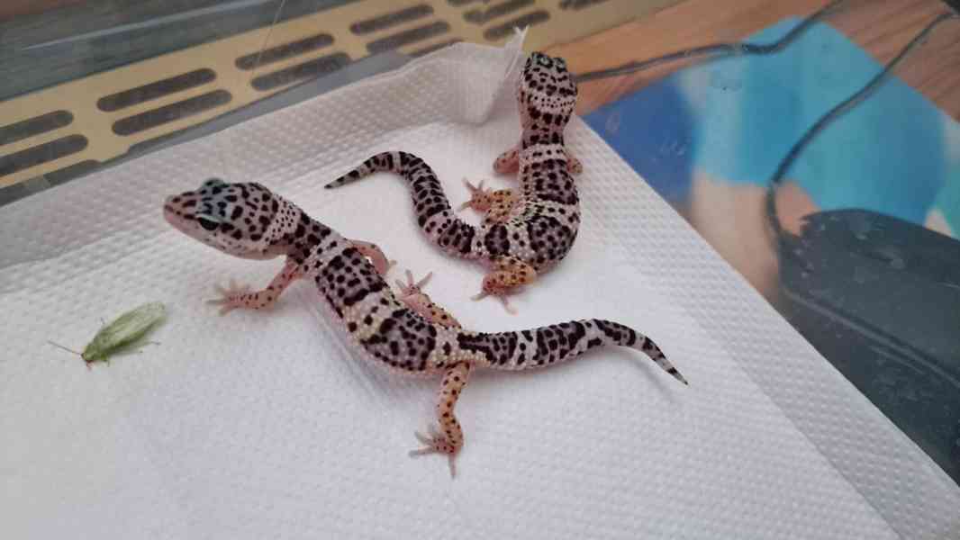 Eublepharis macularius - Gekončík noční - foto 1