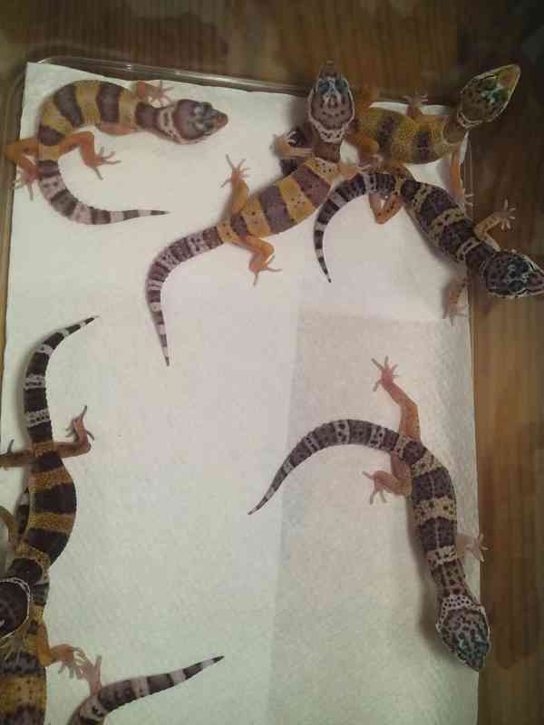 Eublepharis macularius - Gekončík noční - foto 2